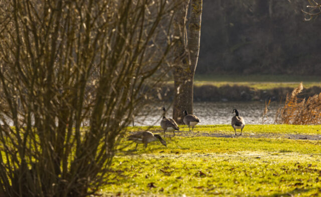Gänse am Neckarufer Binau