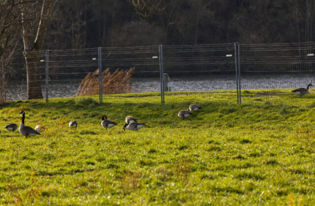 Gänse, Gänse, Gänse