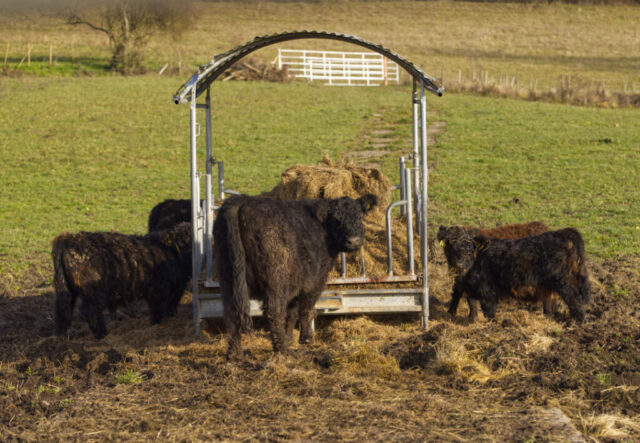 Hallo, laßt Euch nicht stören.