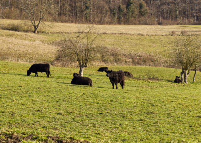 Die Weite der Weidefläche genießen.