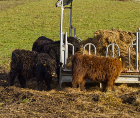 Streckst du mir da die Zunge raus?