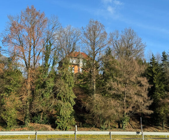 Rotes Emu in Neckargerach