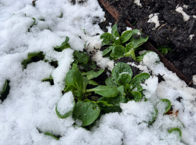 Schneebedeckter Feldsalat im Hochbeet