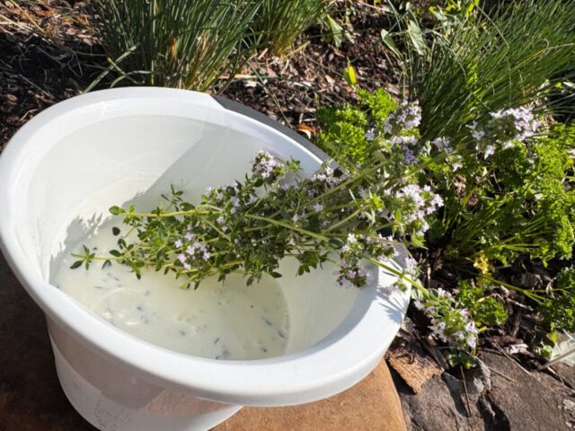 Ohne Eile - Thymian trifft auf Buttermilch.
