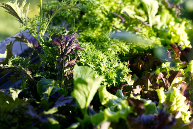 Salat im Hochbeet