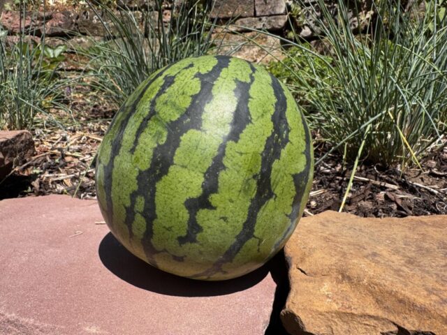 Melone für Fruchtgummi