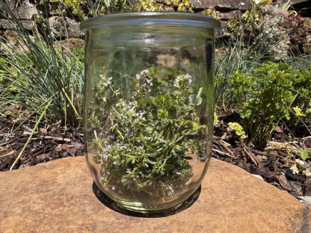 Zitronenthymian_ab ins Glas